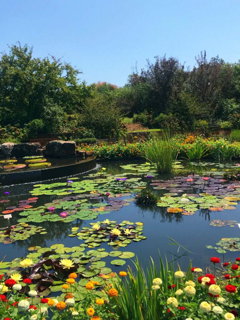 15 Secrets to Growing Water Lilies That'll Make Your Neighbors Jealous